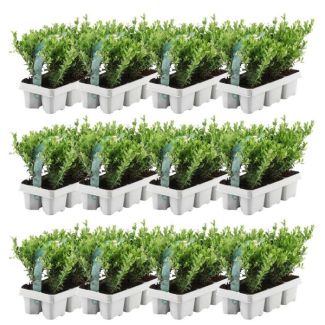 12 x 6 paquete de Ilex crenata Jenny - Ø7 cm - ↕15 cm