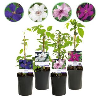4 Piezas Clemátide Rosa - Blanca - Púrpura - Roja