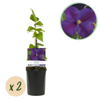 2 Piezas de Clemátide Azul Profundo