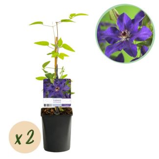 2 Piezas Clematis Púrpura