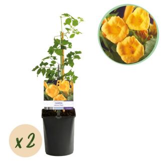 2 Piezas de Campanilla