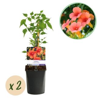 2 Piezas de Campanilla Naranja