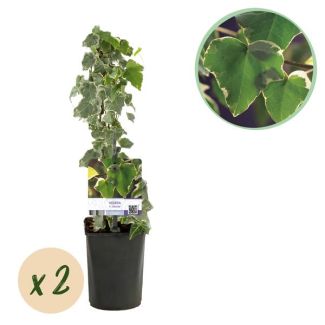 2 Piezas de Hedera Variegada