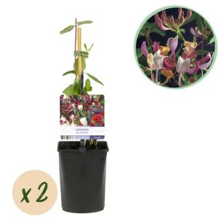2 piezas de Lonicera Rosa con Blanco