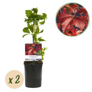 2 Piezas de Parra Silvestre