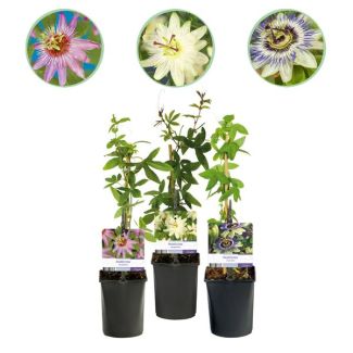 3 Piezas de Flor de Pasión 3-colores Rosa-Blanco-Púrpura