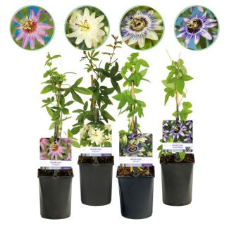 4 Piezas de Flor de Pasión Rosa-Blanco-Púrpura-Verde