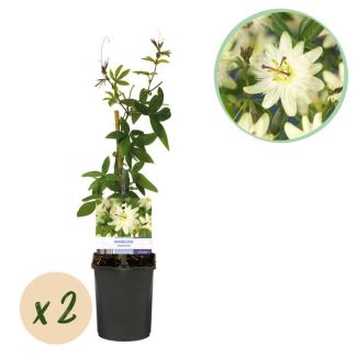 2 Piezas de Flor de Pasión blanca