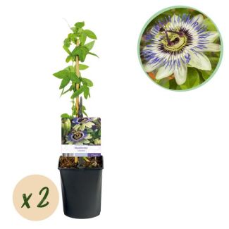 2 Piezas de Flor de Pasión Azul-Blanco/Verde