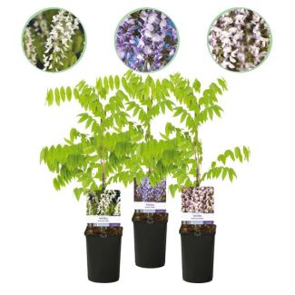 3 Piezas de Glicinia múltiples colores Azul - Rosa - Blanco