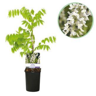Glicinia Color Blanco