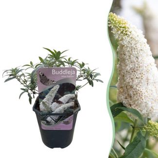 Arbusto de mariposas blanco