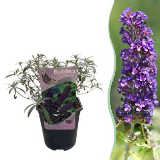 Arbusto de mariposas púrpura