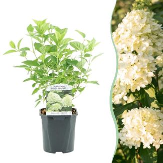 Hortensia Pluma Verde - Crema - Rosa Suave