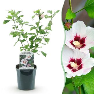 Althea Arbusto Blanco con corazón rosa
