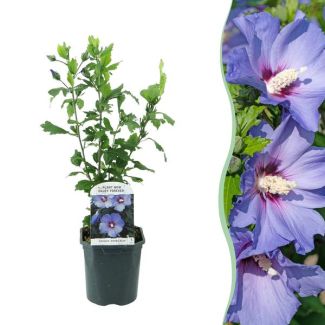 Althea Arbusto Azul con corazón oscuro
