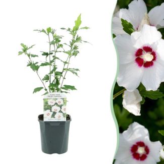 Althea Arbusto Blanco con Corazón Rojo