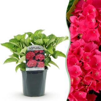 Hortensia Roja