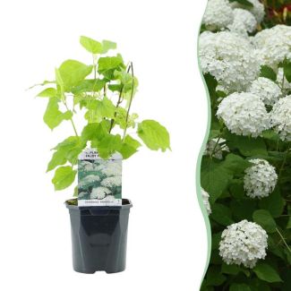 Hortensia bola de nieve blanca
