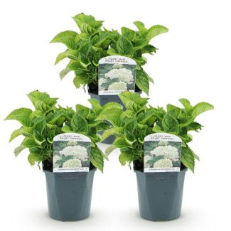 3 Piezas de Hortensia Blanca