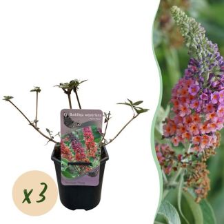 Set de 3 Arbustos de Mariposas Naranja - Púrpura