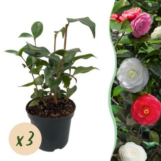 3 Piezas de Camelia Japonesa Tricolor