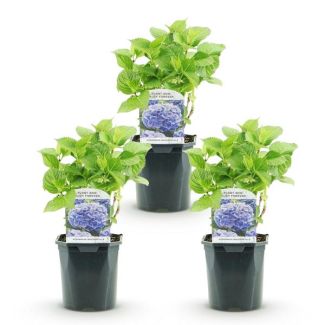 3 Piezas de Hortensia Azul