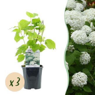 3 Piezas de Hortensia Nieve Blanca