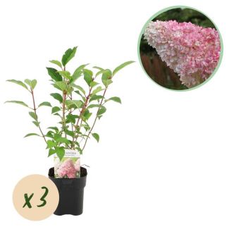3 Piezas de Hortensia Pluma Blanco - Rosa