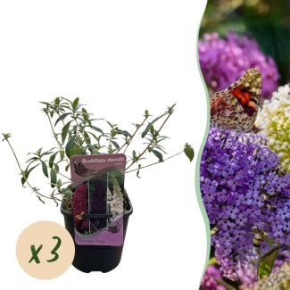 3 Piezas Arbusto de Mariposas Rosa - Blanco - Púrpura