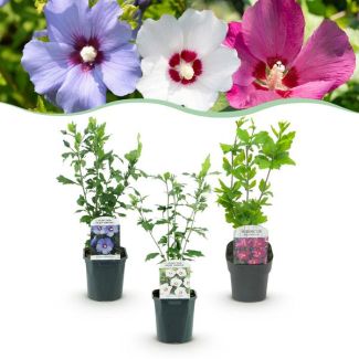 3 Piezas Althea 3 colores mezcla Rosa - Blanco - Azul