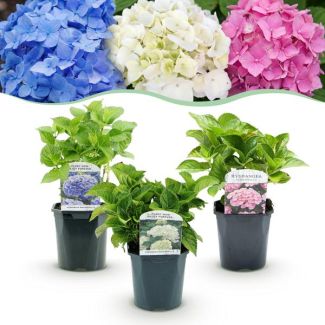 Hortensia Azul - Blanco - Rosa