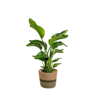 Planta ave del paraíso en cesta