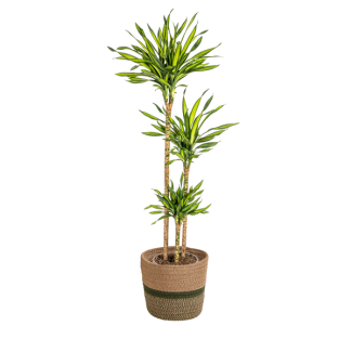 Dracaena Deremensis 'Rikki' con cesta Ø24 cm - 130-150 cm de alto