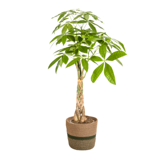 Árbol del dinero en cesta