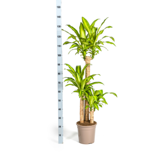 Dracaena fragrans 'Massangeana' con cesta Ø24 cm - altura 130-150 cm