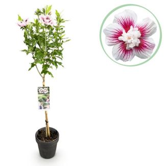 Althea en tronco Blanco con rosa