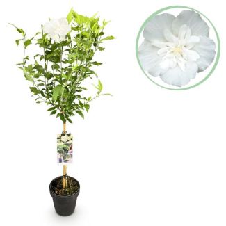 Althea en Tallo Blanco