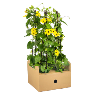 Suzanne con los ojos bonitos Sunny Susy Amarillo - Set de 4 piezas - Ø13 cm - ↕60 cm Thunbergia alata Sunny Susy Amarillo