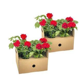 8 piezas de Geranio Colgante o también llamado Geranio en Columna, Flores en Racimo, Color Rojo, Planta de Terraza, Balcones, Planta Anual, Pelargonium peltatum Rot Ø12 cm - ↕20 cm
