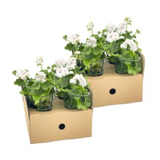 8 piezas de Geranio Colgante o también llamado Geranio en Columna, Flores en Racimo, Color Blanco, Planta de Terraza, Balcones, Planta Anual, Pelargonium peltatum Blanco Ø12 cm - ↕20 cm