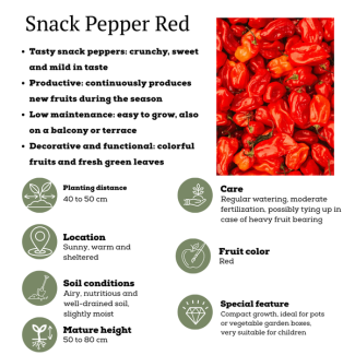 Pimiento Snack Rojo Dulce, Hortaliza de Recolección, Huerto, Ø 14 cm - ↨ 45 cm