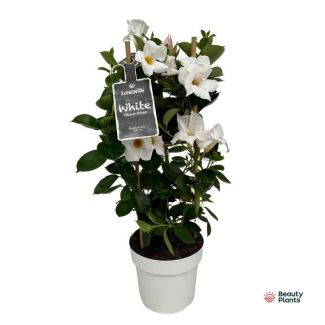 Una Mandevilla en Torre, Flores Blancas en Forma de Trompeta, Planta de Terraza Anual, Mandevilla Sundaville White en Torre (Dipladenia) - Ø17cm - ↕55cm