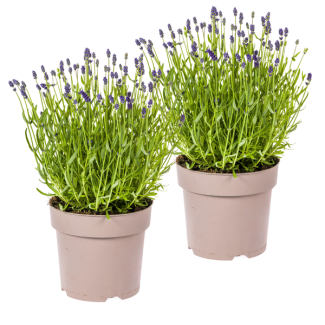 2 Piezas de Lavanda, Espigas Púrpuras, Planta Perenne, Ambiente Mediterráneo, Lavandula Angustifolia Ø19cm - ↕40 - 50cm
