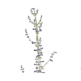 Perovskia Atriplicifolia | Lavanda gigante | Salvia rusa - ↕50 - 60cm - Planta de jardín gris plateado