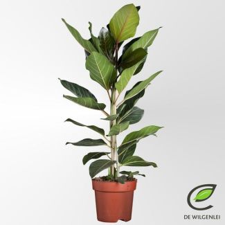 Higo Benghalensis Joy purificador de aire - Ficus de aproximadamente 90 cm de altura Ø21cm