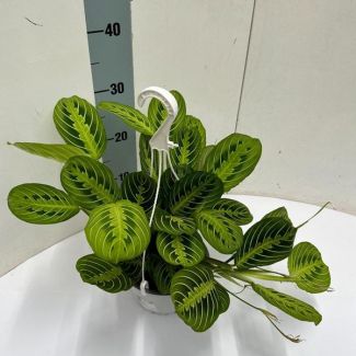 planta de oración