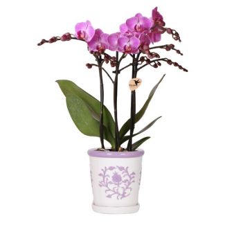 Orquídea mariposa en maceta decorativa lila Malaga