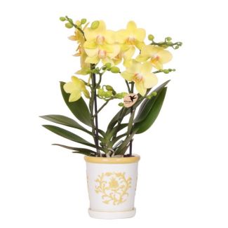 Orquídea mariposa en maceta decorativa amarilla Málaga