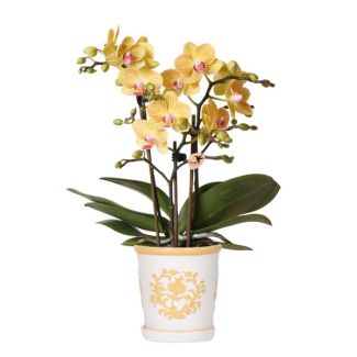 Orquídea mariposa Lima en maceta decorativa Málaga color naranja claro